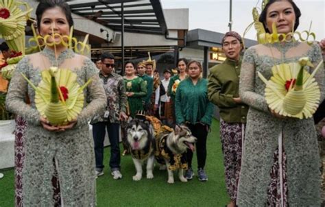 Pernikahan Mewah Sepasang Anjing Dalam Adat Jawa Habiskan Anggaran Rp