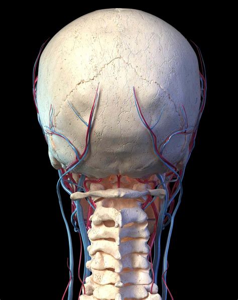 Occipital Artery: Anatomy, Function, and Significance