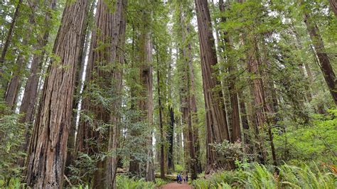 Thinking Long-Term: Why We Should Bring Back Redwood Forests - Yale E360