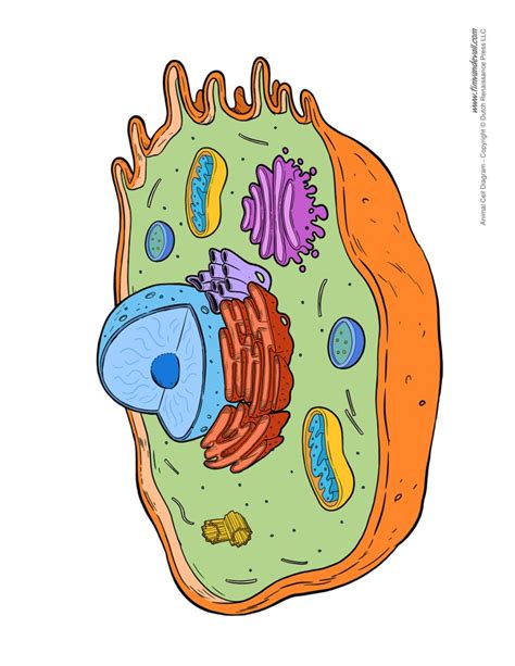 animal-cell-diagram-worksheet - Tim's Printables