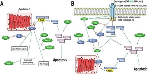 Mir 21 Targets Are Shown In Green A The Intrinsic Apoptosis Pathway