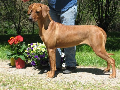 Rhodesian Ridgeback Puppies For Sale