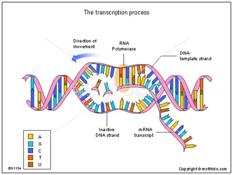 Transcription Diagram Quizlet