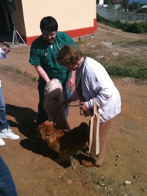 Municipio de Viña del Mar realiza operativo veterinario en el sector de