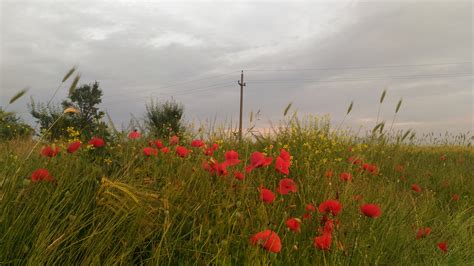 Free Images Poppies Ecosystem Field Flower Wildflower Vegetation