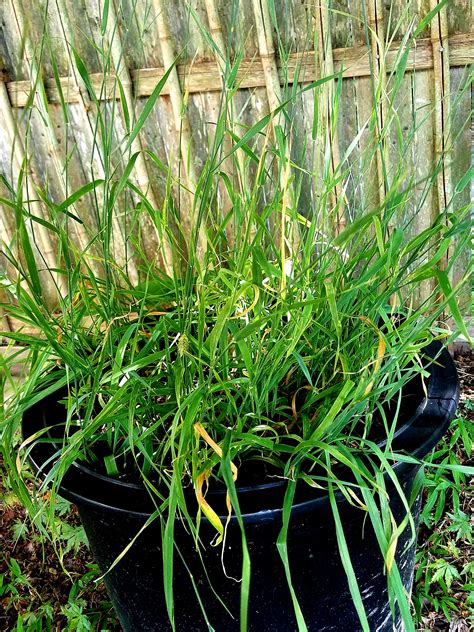 Phalaris Aquatica Live Plant World Seed Supply