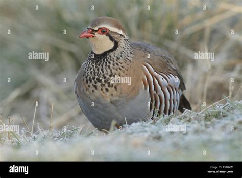 Red Legged Partridge Alectoris Rufa Adult Standing At Field Edge