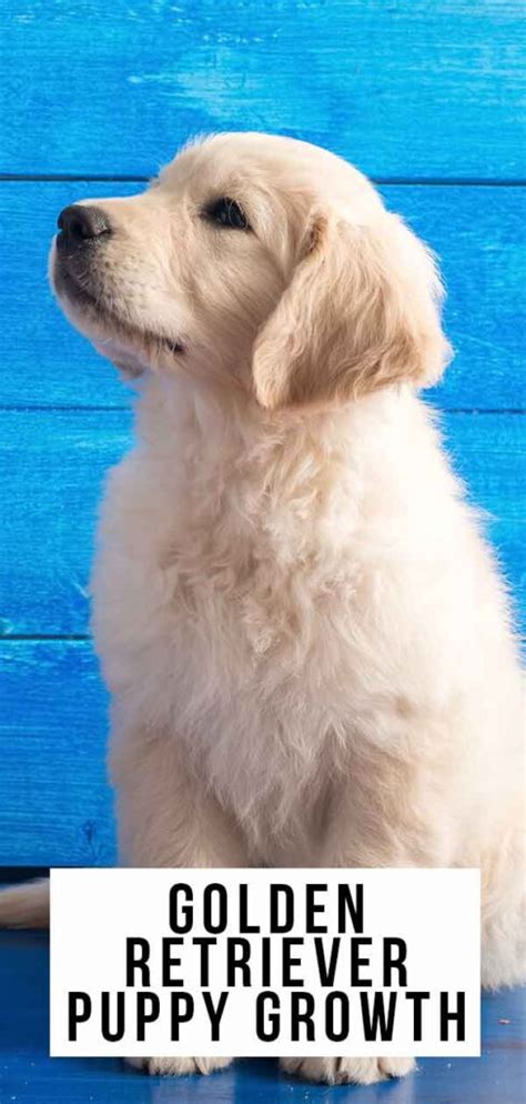 Golden Retriever Puppy Growth and Development