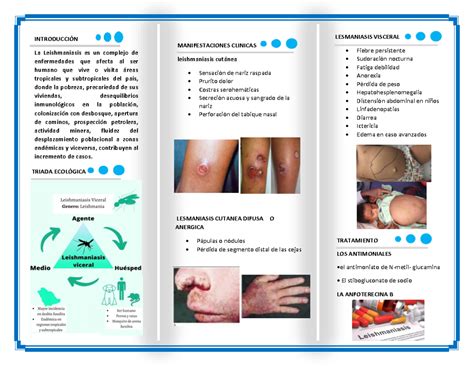 Triptico 2 leish apuntes INTRODUCCIÓN La Leishmaniasis es un