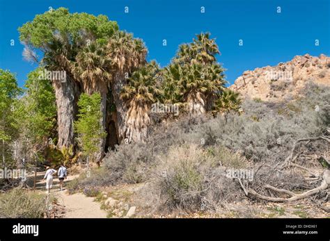 California Joshua Tree National Park Cottonwood Spring California