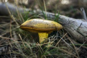 Shiitake Spores - Mushroom Cultivation