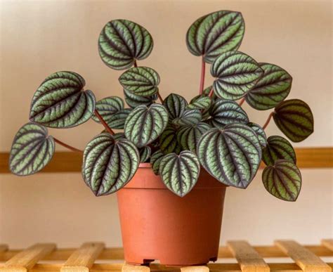 Propagating Peperomia: Brighten Your Home With These Leafy Houseplants ...