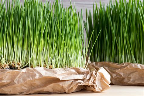 All About Wheatgrass Buying Guide Production And Farming In Texas Texasrealfood