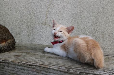 近親交配の問題 猫の島 青島物語