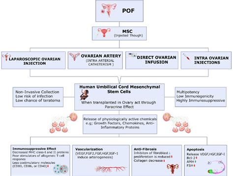 Proposed Mechanisms Of Ovarian Damage Treatment Using Stem Cells The