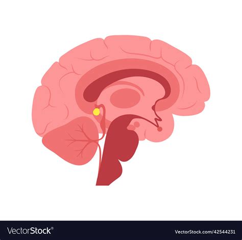 Pineal Gland Anatomy Royalty Free Vector Image