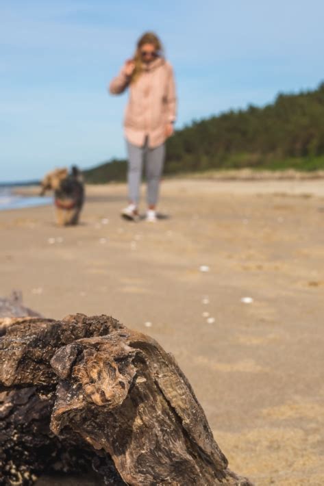 Bałtyk z psem na weekend kiedy i gdzie wyjechać z czworonogiem