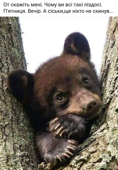 Создать мем "медведь бурый, медведь с медвежонком, забавные медвежата ...