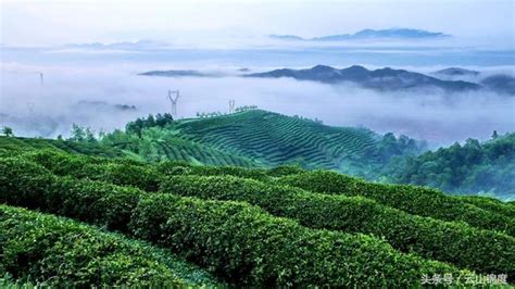 為什麼普洱茶不在中國十大名茶之列？ 每日頭條