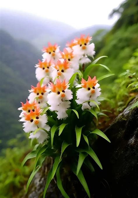 🔥🔥🔥amazing Plants Cats Eye Dazzle