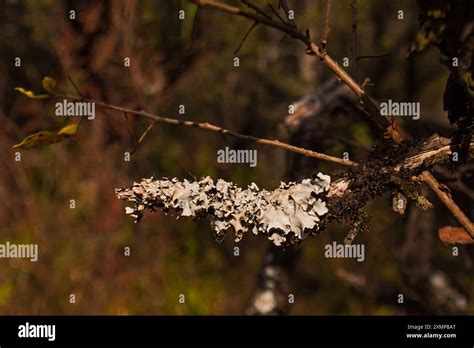 Macro Green Lichen 15669 Stock Photo Alamy