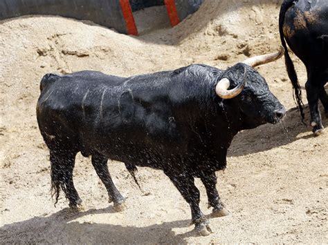 Seis De Alcurrucén Para La Segunda De San Miguel Aplausos Es