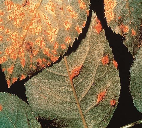 RUGGINI DELLE PIANTE ORNAMENTALI Fuori Di Verde