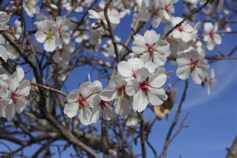 Cu Ndo Plantar Un Almendro