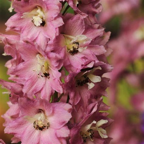 Delphinium Pacific Giant Series Flower Seeds Astolat 1000 Seeds Perennial Flower Garden