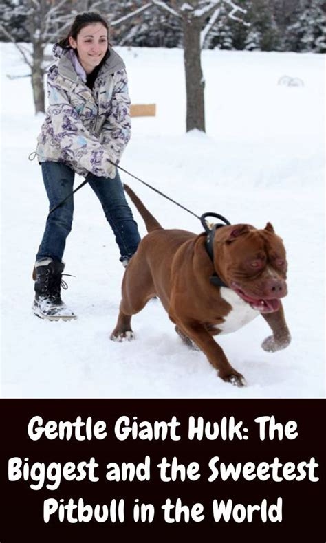 Gentle Giant Hulk: The Biggest and the Sweetest Pitbull in the World | Pitbulls, Gentle giant ...