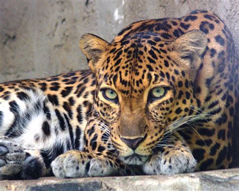 Indochinese Leopard Facts Diet Habitat And Pictures On Animaliabio