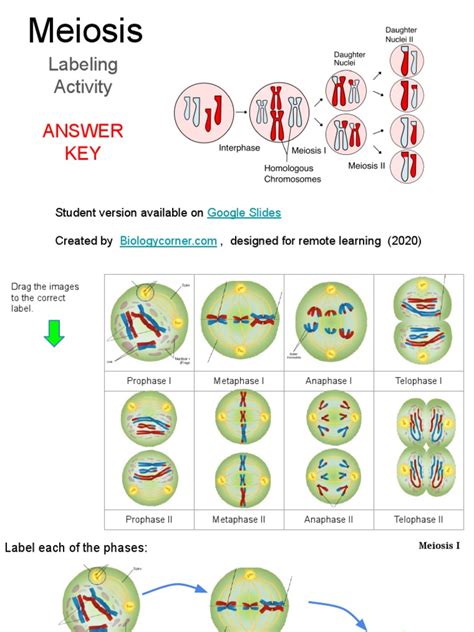 Meiosis Matching Worksheet Answer Key Luxury Phases Meiosis Worksheets Library