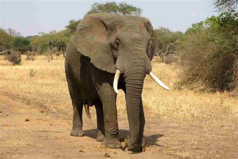 Elefante que come donde vive características y curiosidades Vida