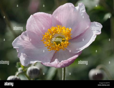 Chinese anemone (Anemone hupehensis Stock Photo - Alamy