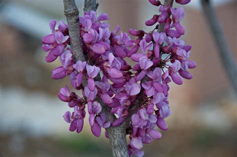 Cercis Chinensis Chinese Redbud North Carolina Extension Gardener