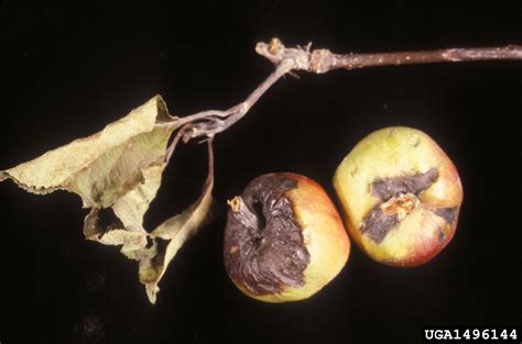 fire blight (Erwinia amylovora ) on crabapple and apple (Malus spp ...