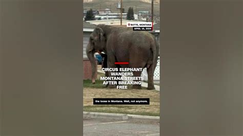 Circus Elephant Wanders Montana Streets After Breaking Free Youtube