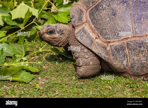 Cerca De La Cabeza Y Las Piernas De La Tortuga Gigante En El Parque De