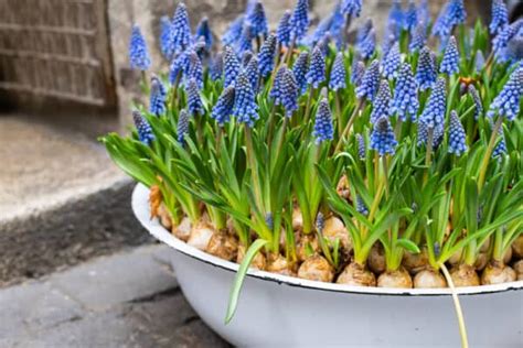 Growing Hyacinths For Bold Fragrance And Bright Colors