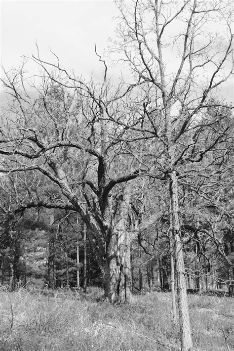 Kettle Moraine State Forest Lapham Peak Unit Fujifilm X