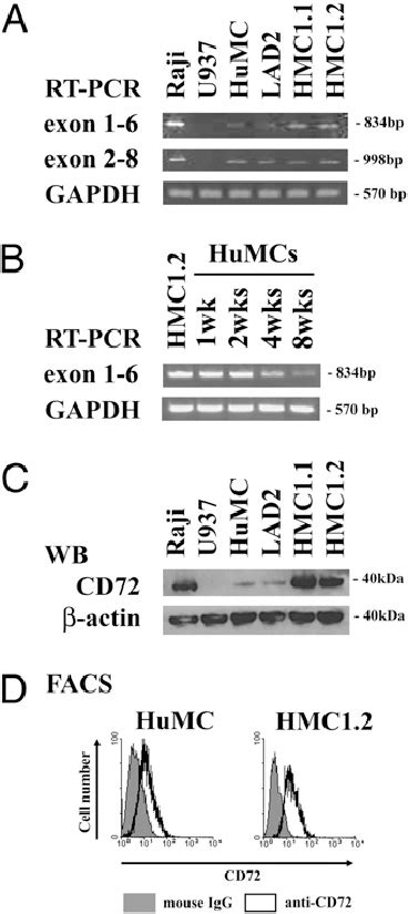 Humcs And Mast Cell Lines Express Cd A Rt Pcr B Western Blotting