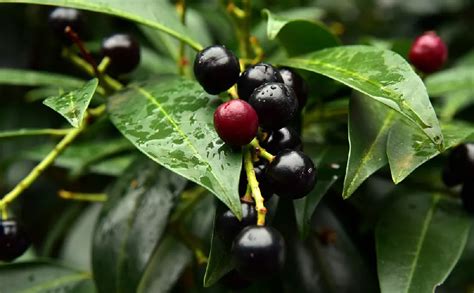 Cherry Laurel Berries