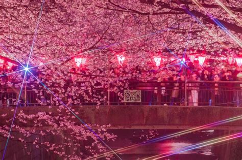 Premium Photo | Meguro River Night Sakura Nakameguro