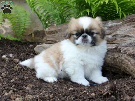 Pekingese Puppies For Sale Greenfield Puppies