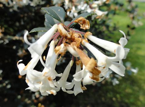 Osmanthus delavayi | Plants Direct – Victoria, BC