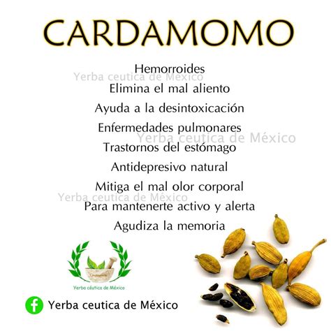 Beneficios Del Cardamomo Hierbas Curativas Hierbas Y Especias