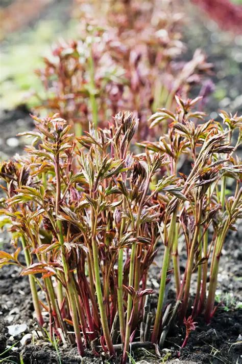 Pfingstrosen düngen Wann und womit für richtig schöne Blüten