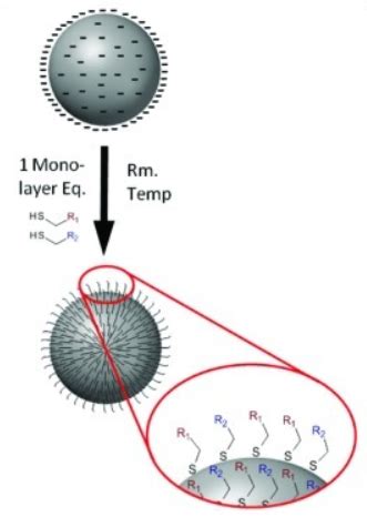 Thiol Modification Cd Bioparticles