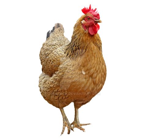 Cooked Chicken Png