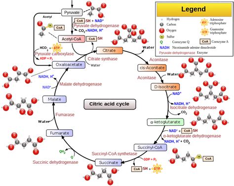 Citric Acid Cycle Wikipedia